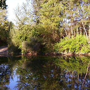 https://commons.wikimedia.org/wiki/File:Predosa._Parco_Paesaggistico_dell%27Orba._8.JPG#/media/File:Predosa._Parco_Paesaggistico_dell'Orba._8.JPG