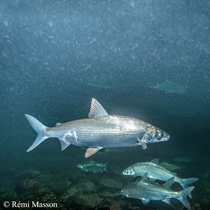 Whitefish (courtesy of Rémi Masson)