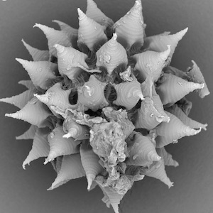 Taxonomic survey and DNA barcode library of tardigrades from alpine fens in northwestern Italy