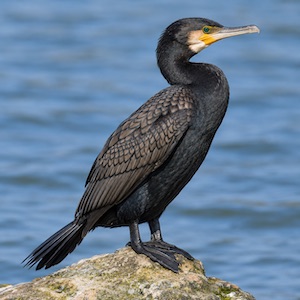 Local ecological knowledge and attitude toward the Great Cormorant (Phalacrocorax carbo) among the fishermen's community at Beni Haroun Dam, Algeria